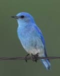 Sample 5 – Bluebird