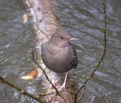 Sample 2 – Water ouzel