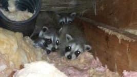 Sample 6 – Raccoon