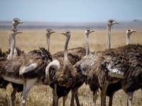 Sample 3 – Ostrich