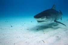 Sample 6 – Tiger shark