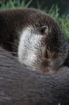 Sample 6 – Otter