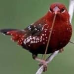 Sample 5 – Strawberry finch