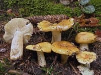 Sample 5 – Russula