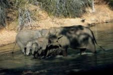 Sample 3 – Indian elephant