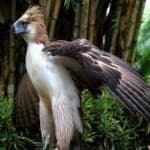 Sample 5 – Philippine eagle