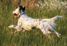 Sample 6 – English setter