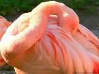 Sample 3 – Flamingo