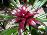 Sample 6 – Bromelia