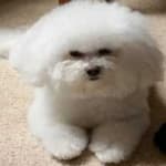 Sample 2 – Bichon frise