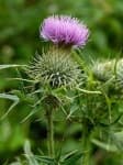 Sample 6 – Spear thistle