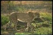 Sample 3 – Leopards