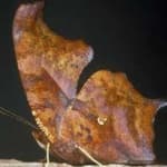 Sample 23 – Mark butterfly