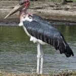 Sample of Marabou stork
