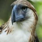 Sample 1 – Philippine eagle