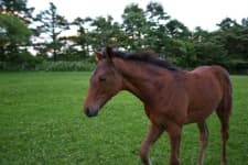 Sample 3 – Horse