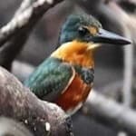 Sample 3 – Pygmy kingfisher