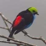 Sample 5 – Paradise tanager