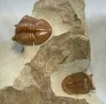 Sample 2 – Trilobite