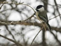 Sample 5 – Chickadee