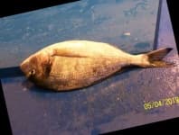 Sample 4 – Gilt head bream