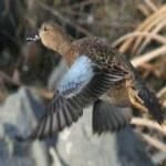 Sample 3 – Cinnamon teal