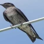 Sample 4 – Purple martin