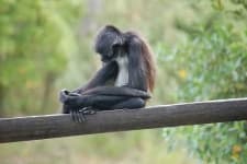 Sample 2 – Spider monkey