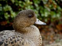 Sample 3 – Duck