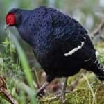 Sample 11 – Mikado pheasant