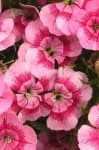 Sample 2 – Sweet william