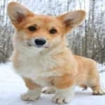 Sample 5 – Corgi