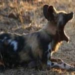 Sample 6 – African wild dog
