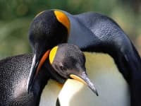 Sample 6 – King penguin