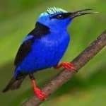 Sample 3 – Red honey creeper