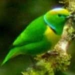 Sample 3 – Golden chlorophonia