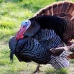 Sample 1 – Wild turkey