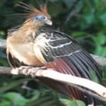 Sample 4 – Hoatzin