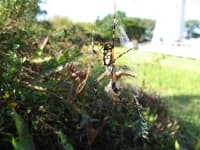Sample 6 – Garden spider