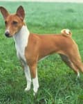Sample 6 – Basenji