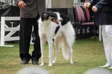 Sample 1 – Borzoi
