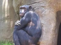 Sample 3 – Chimpanzee