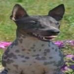 Sample 5 – American hairless