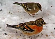 Sample 1 – Brambling