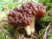 Sample 6 – Gyromitra