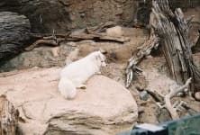Sample 4 – Arctic fox
