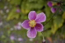 Sample 3 – Japanese anemone