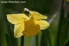 Sample 1 – Daffodil