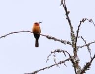 Sample 4 – Bee eater