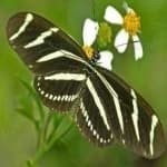 Sample of Zebra butterfly